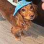 Simba joined the competition — help win amazing prizes! adorable, animal, blue_hat, brown_dog, canine, cute, dog, domestic_animal, ears, floor, friendly, hat, indoor, long_hair, looking_up, pet, portrait, rainbow_pattern, standing, wooden_floor