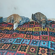 Diego Et Candice participe au concours pour gagner de l'argent avec cette photo : dog, bed, blanket, indoor, resting, collar, furniture, lamp, side_table, patterned_blanket, carpet, wall, door, sleeping, canine, pet, relaxing, home, mammal, animal