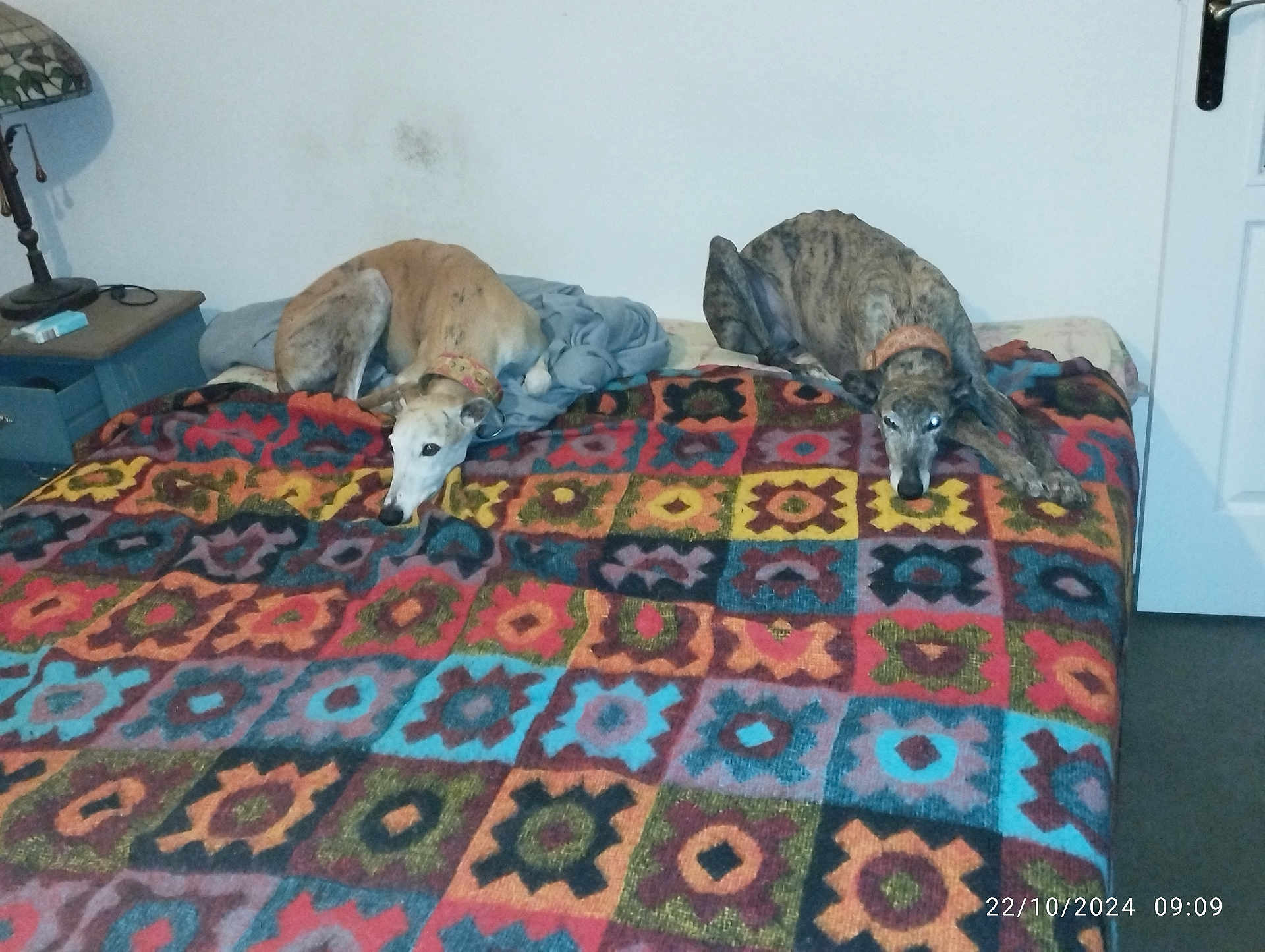 Diego Et Candice participe au concours pour gagner de l'argent avec cette photo : dog, bed, blanket, indoor, resting, collar, furniture, lamp, side_table, patterned_blanket, carpet, wall, door, sleeping, canine, pet, relaxing, home, mammal, animal