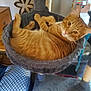 cat, orange_tabby, cat_hammock, pet, indoor, furniture, relaxed, cozy, animal, looking_at_camera, whiskers, ears, fur, home, resting, cat_tree, curious, domestic_cat, soft, comfortable