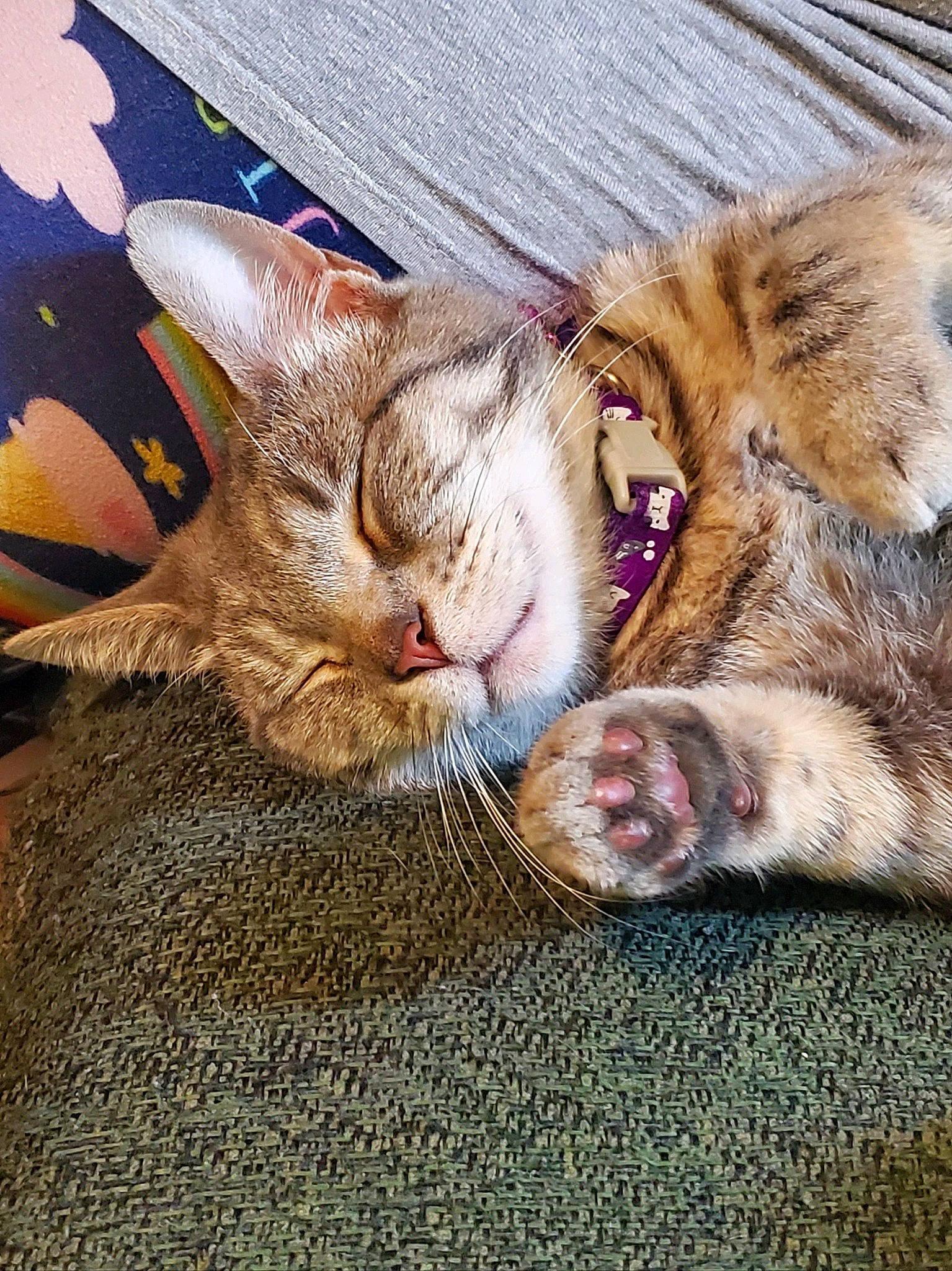 Luna joined the competition — help win amazing prizes! carnivore, cat, claw, comfort, domestic_short_haired_cat, fawn, felidae, foot, fur, gesture, human_leg, leg, mammal, paw, small_to_medium_sized_cats, snout, tail, vertebrate, whiskers, wildlife