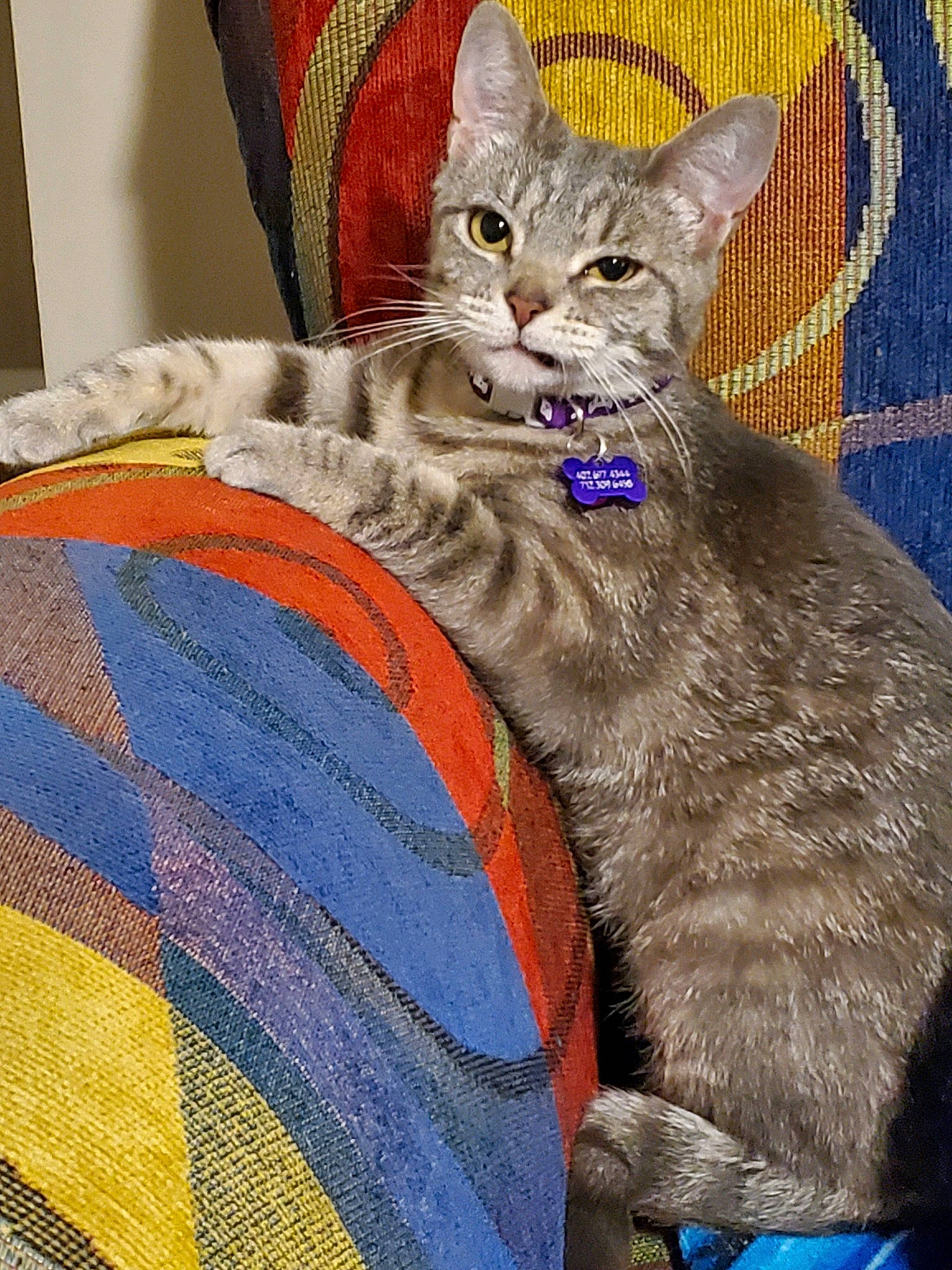 Luna joined the competition — help win amazing prizes! art, blue, carnivore, cat, cat_supply, claw, comfort, domestic_short_haired_cat, electric_blue, felidae, fur, grey, linens, pattern, paw, sitting, small_to_medium_sized_cats, snout, tail, whiskers