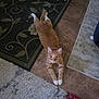 cat, orange_tabby, white_paws, stretching, floor, rug, tile, curious, indoor, pet, whiskers, ears, eyes, animal, feline, home, domestic, cute, playful, looking_up
