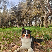 Tempo participe au concours pour gagner de l'argent avec cette photo : animal, canine, daytime, dog, ears, forest, fur, grass, happy, laying_down, leaves, nature, outdoor, park, pet, smiling, sunlight, tongue_out, trees, tricolor