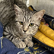 Shadow participe au concours pour gagner de l'argent avec cette photo : cat, tabby, animal, pet, feline, fur, whiskers, ears, eyes, paws, blanket, pattern, cage, indoors, resting, cute, closeup, comfort, domestic, young