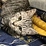 Shadow participe au concours pour gagner de l'argent avec cette photo : blue, cat, close_up, cozy, curious, cute, domestic_animal, ears, fabric, feline, fur, green_eyes, indoor, lying_down, patterned, pet, resting, tabby, whiskers, yellow