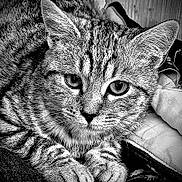 Shadow a rejoint le concours — aidez-le/la à gagner de superbes lots ! animal, black_and_white, cat, close_up, cozy, cute, domestic_cat, eyes, face, fur, indoor, mammal, paws, pet, portrait, resting, striped, tabby, texture, whiskers