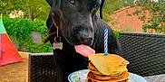Reglisse participe au concours pour gagner de l'argent avec cette photo : dog, black_dog, pancakes, birthday_candle, wicker_chair, backyard, outdoor, greenery, plate, food, pet, animal, tongue, curious, summer, daylight, tree, tent, tile_floor, collar