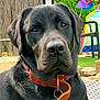 Reglisse a rejoint le concours — aidez-le/la à gagner de superbes lots ! dog, black_dog, pet, collar, leather_collar, tag, outdoor, garden, grass, pinwheel, chair, rock, sunlight, closeup, canine, animal, calm, portrait, summer, nature