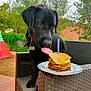 Reglisse participe au concours pour gagner de l'argent avec cette photo : dog, black_dog, pancakes, birthday_candle, wicker_chair, backyard, outdoor, greenery, plate, food, pet, animal, tongue, curious, summer, daylight, tree, tent, tile_floor, collar