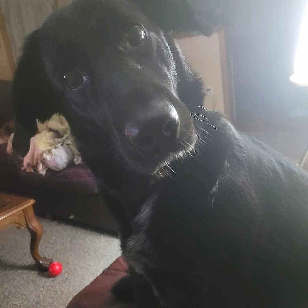 Piper is registered to the contest to win money with this photo: animal, architecture, ball, building, canine, couch, dog, face, furniture, head, hound, labradorretriever, person, pet, photography, portrait, puppy, sport, tennis, tennisball