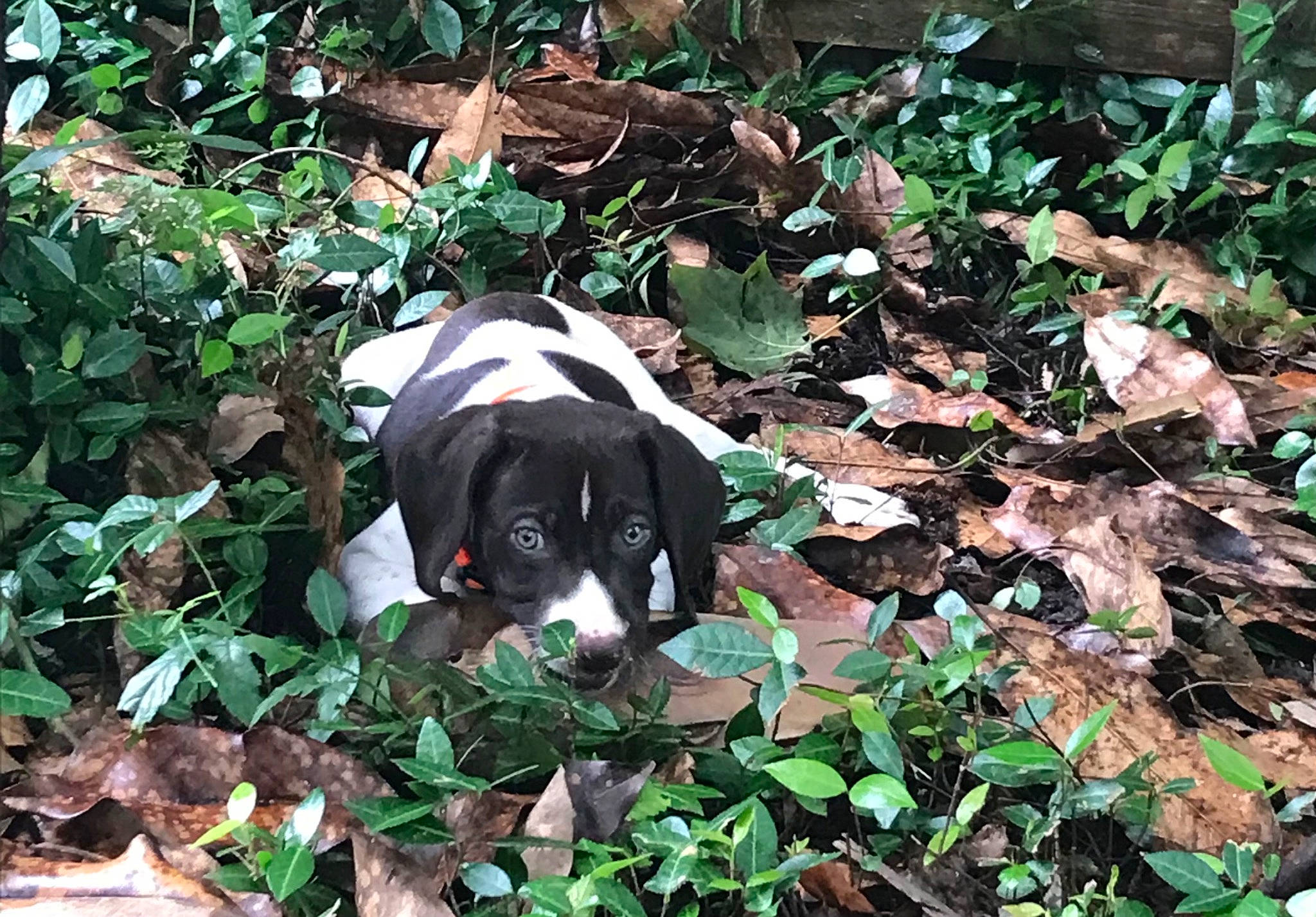 Ada Lou is registered to the contest to win money with this photo: annual_plant, botany, canidae, carnivore, companion_dog, dog, dog_breed, grass, groundcover, herb, leaf, plant, shrub, snout, soil, sporting_group, terrestrial_animal, terrestrial_plant, vegetation, working_animal