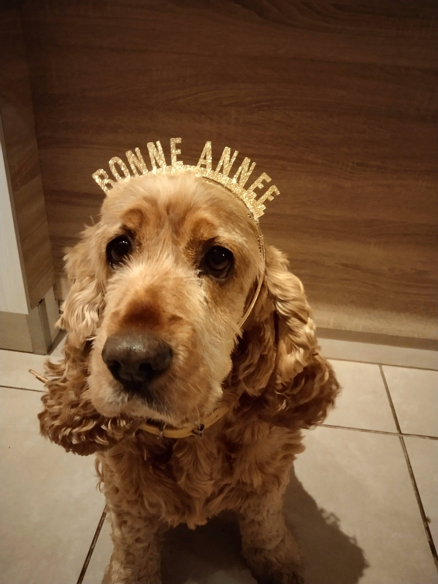 Eclair a rejoint le concours — aidez-le/la à gagner de superbes lots ! canidae, carnivore, companion_dog, dog, dog_breed, dog_collar, fur, hardwood, liver, pet_supply, snout, spaniel, sporting_group, toy_dog, water_dog, wood, working_animal