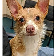 Barney is registered to the contest to win money with this photo: dog, chihuahua, small_dog, puppy, long_ears, brown_fur, white_chest, pink_nose, large_eyes, portrait, sitting, indoor, lap, jeans, chair, furniture, close_up, phone_screenshot, pet, cute
