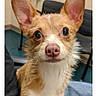 dog, chihuahua, small_dog, puppy, long_ears, brown_fur, white_chest, pink_nose, large_eyes, portrait, sitting, indoor, lap, jeans, chair, furniture, close_up, phone_screenshot, pet, cute