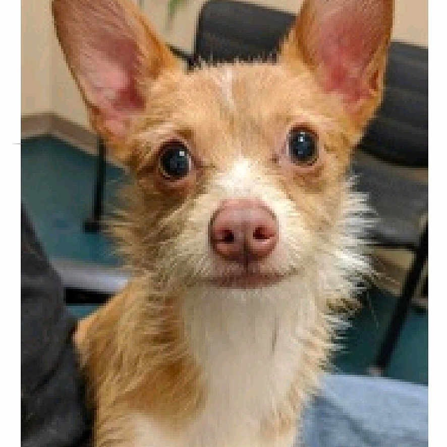 Barney is registered to the contest to win money with this photo: dog, chihuahua, small_dog, puppy, long_ears, brown_fur, white_chest, pink_nose, large_eyes, portrait, sitting, indoor, lap, jeans, chair, furniture, close_up, phone_screenshot, pet, cute