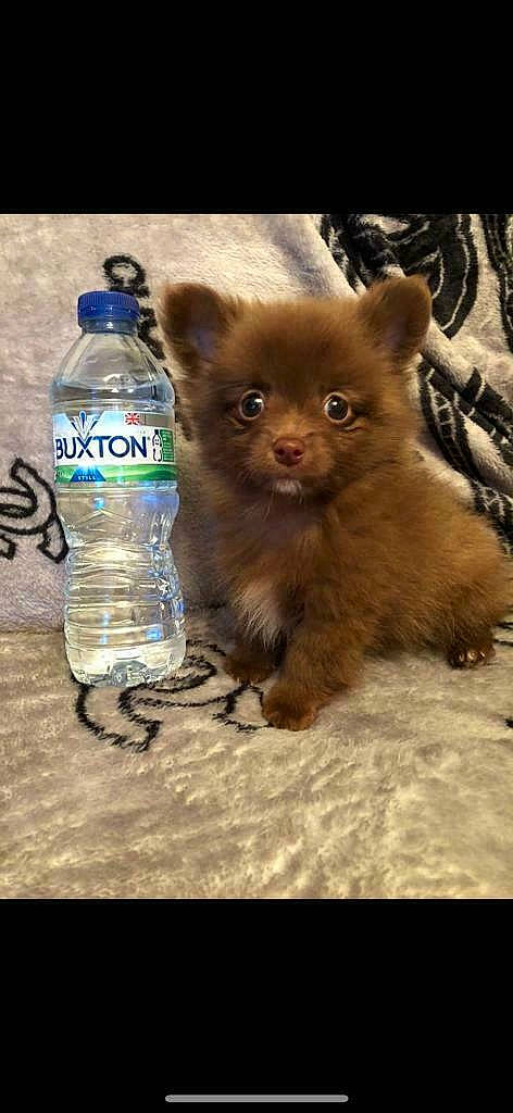 Teddy joined the competition — help win amazing prizes! canidae, carnivore, companion_dog, dog, dog_breed, fawn, german_spitz, liver, mammal, non_sporting_group, pomeranian, puppy, spitz, toy_dog, vertebrate, yorkipoo