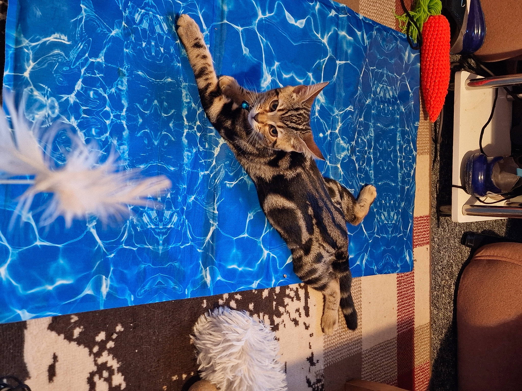 Simba is registered to the contest to win money with this photo: art, big_cats, carnivore, cat, claw, domestic_short_haired_cat, electric_blue, event, felidae, flowerpot, fur, gesture, illustration, military_camouflage, pattern, small_to_medium_sized_cats, tail, visual_arts, whiskers, wildlife