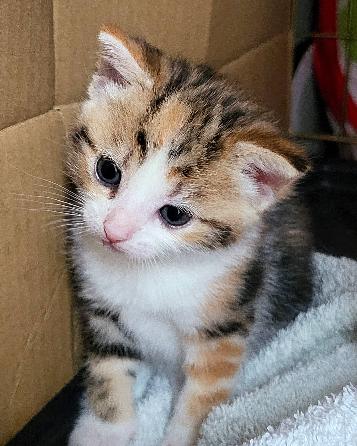 Narla joined the competition — help win amazing prizes! carnivore, cat, claw, domestic_short_haired_cat, eye, fawn, felidae, flooring, foot, fur, head, paw, small_to_medium_sized_cats, snout, tail, terrestrial_animal, whiskers, window, wood