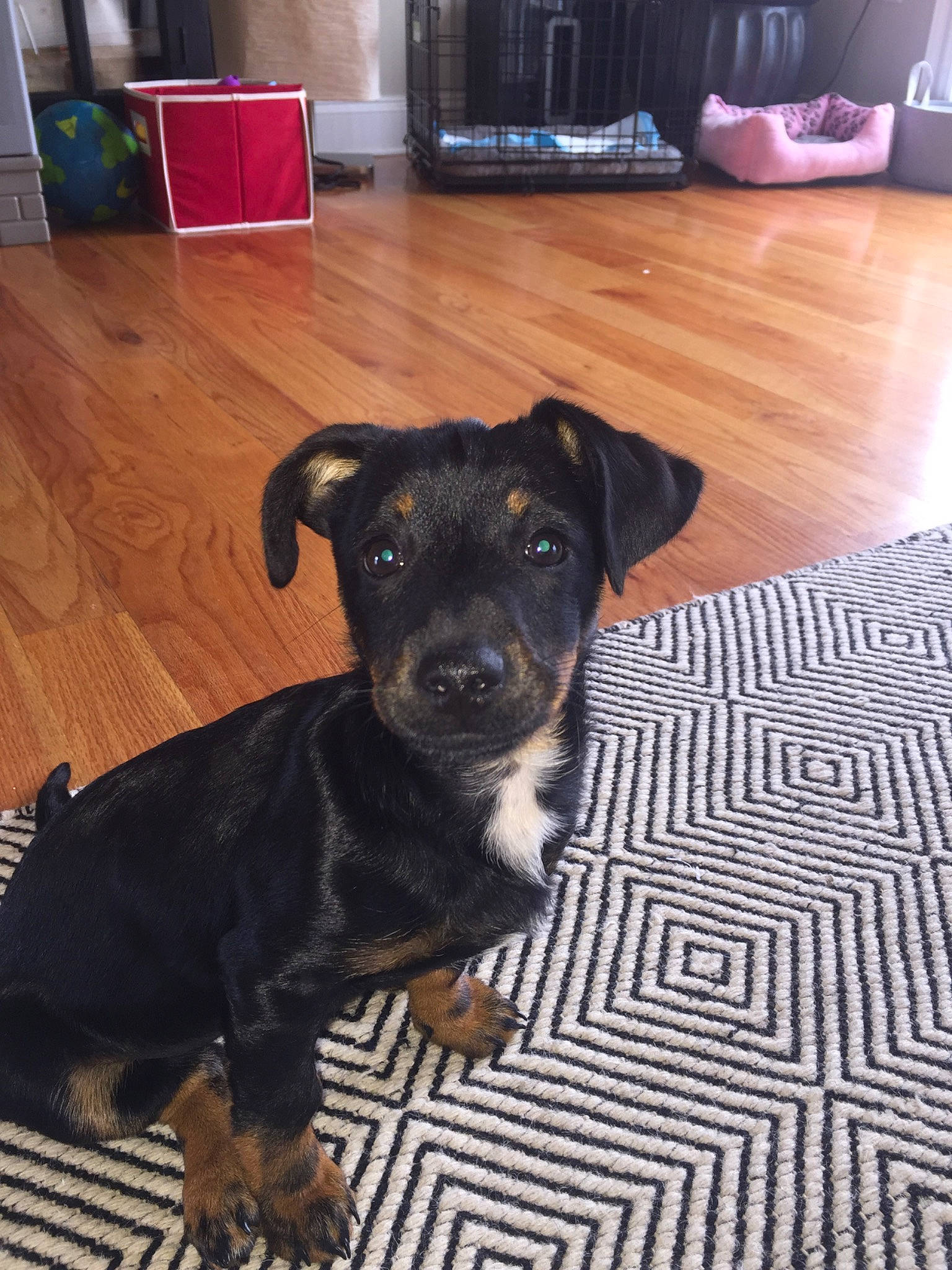 Chooki joined the competition — help win amazing prizes! black_and_tan_terrier, canidae, carnivore, companion_dog, dog, dog_breed, jagdterrier, mammal, miniature_pinscher, patterdale_terrier, puppy, rare_breed_dog, snout, vertebrate