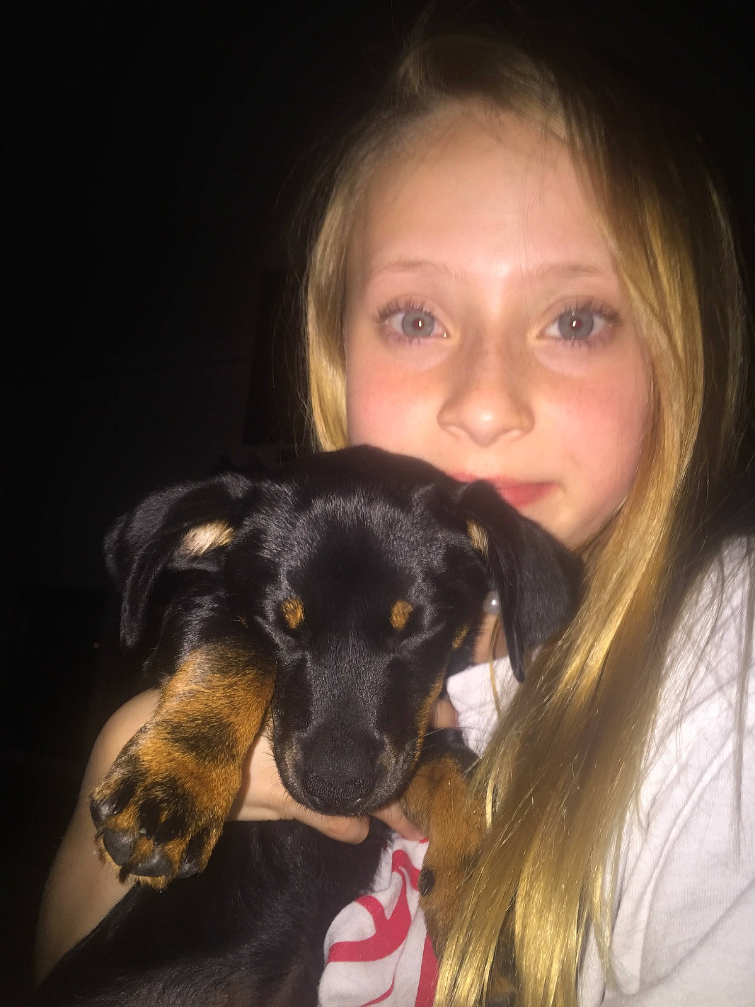 Chooki is registered to the contest to win money with this photo: black_and_tan_terrier, canidae, carnivore, companion_dog, dog, dog_breed, ear, english_toy_terrier, eye, german_pinscher, guard_dog, huntaway, jagdterrier, miniature_pinscher, nose, pinscher, puppy, puppy_love, skin, toy_manchester_terrier