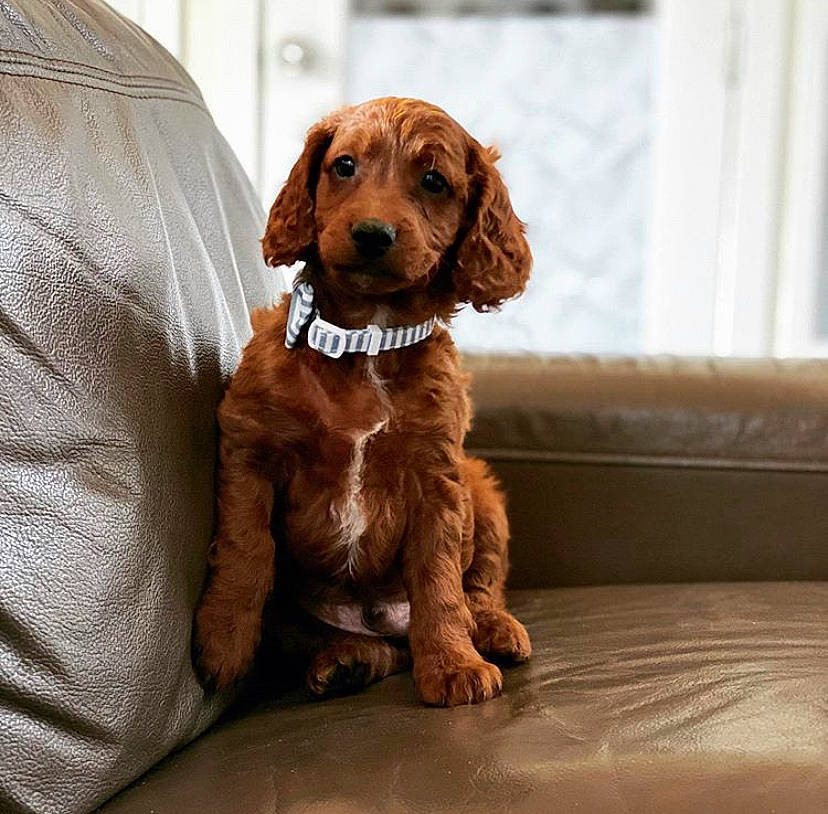 Teddy is registered to the contest to win money with this photo: canidae, carnivore, cocker_spaniel, companion_dog, dog, dog_breed, english_cocker_spaniel, fawn, field_spaniel, irish_setter, liver, mammal, puppy, rare_breed_dog, setter, snout, spaniel, sporting_group, sussex_spaniel, vertebrate