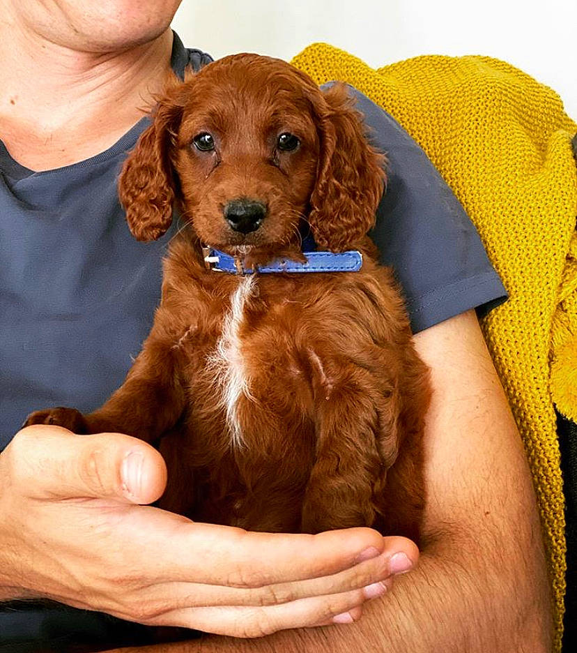 Teddy is registered to the contest to win money with this photo: canidae, carnivore, cocker_spaniel, companion_dog, dog, dog_breed, english_cocker_spaniel, irish_setter, mammal, puppy, puppy_love, rare_breed_dog, setter, spaniel, sporting_group, vertebrate