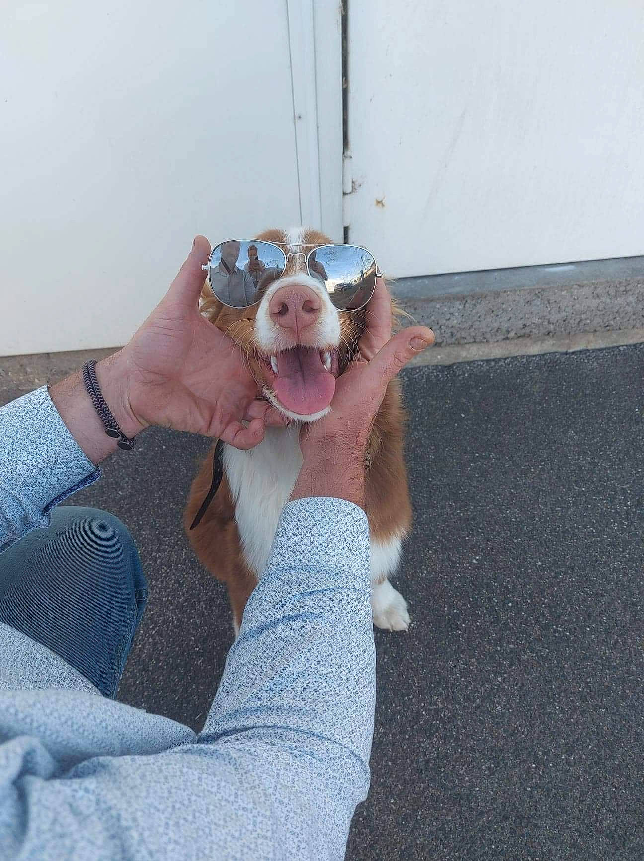 Milka a rejoint le concours — aidez-le/la à gagner de superbes lots ! canidae, carnivore, comfort, companion_dog, drinking, eyewear, fawn, felidae, finger, foot, gesture, human_leg, nail, small_to_medium_sized_cats, snout, stuffed_toy, thigh, thumb, whiskers, wrist