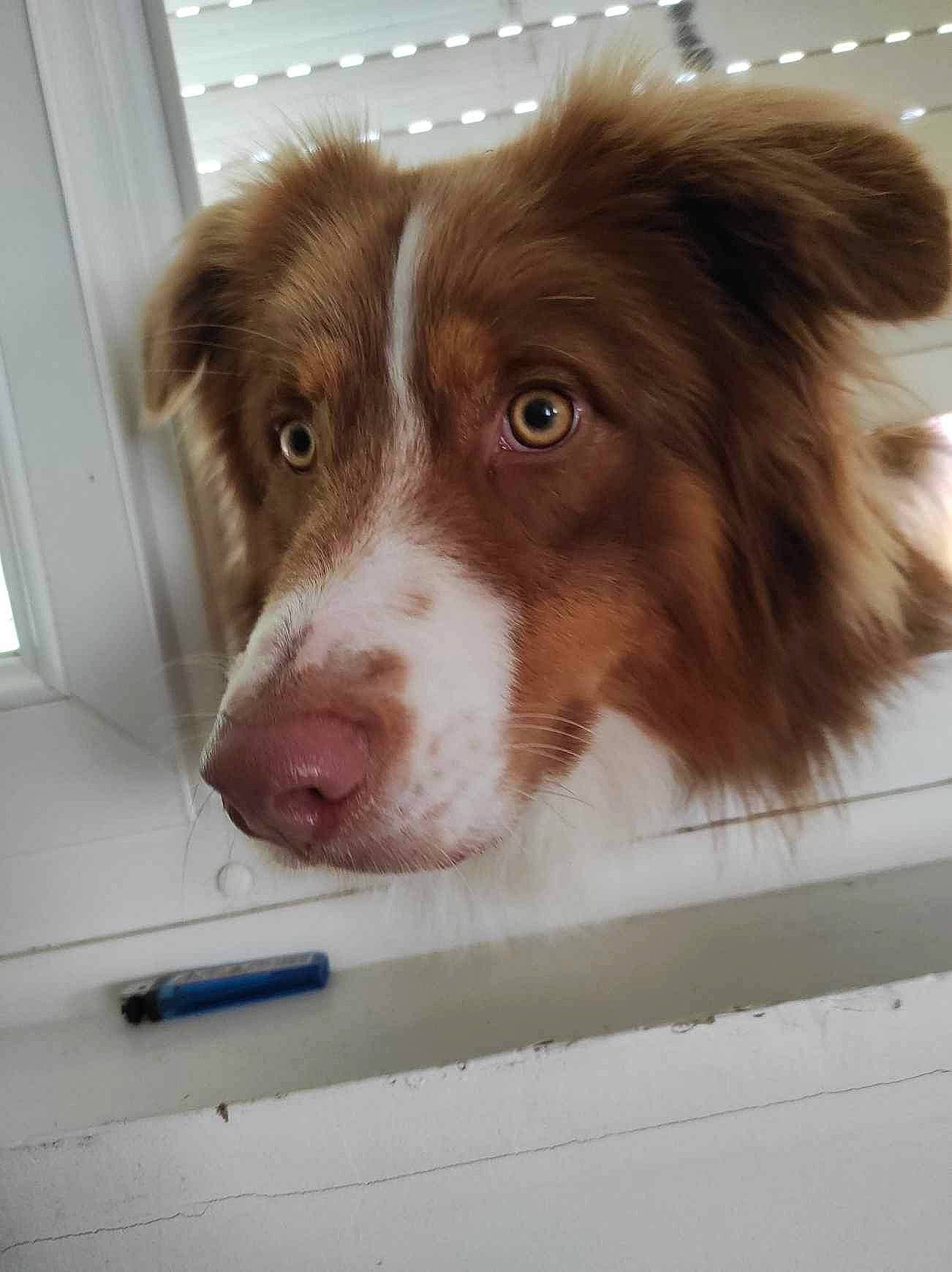 Milka a rejoint le concours — aidez-le/la à gagner de superbes lots ! australian_collie, australian_shepherd, border_collie, brittany, canidae, carnivore, companion_dog, dog, dog_breed, door, fur, gun_dog, herding_dog, liver, snout, sporting_group, whiskers, window, working_animal, working_dog