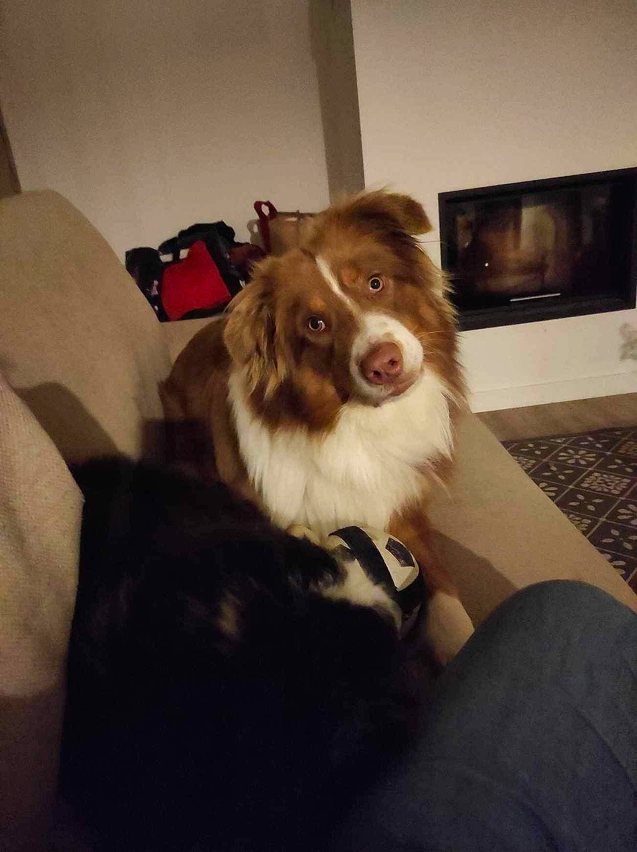 Milka participe au concours pour gagner de l'argent avec cette photo : ball, border_collie, carnivore, chair, comfort, companion_dog, dog, dog_breed, fang, flooring, fur, herding_dog, home_appliance, led_backlit_lcd_display, liver, picture_frame, room, smile, whiskers, working_animal