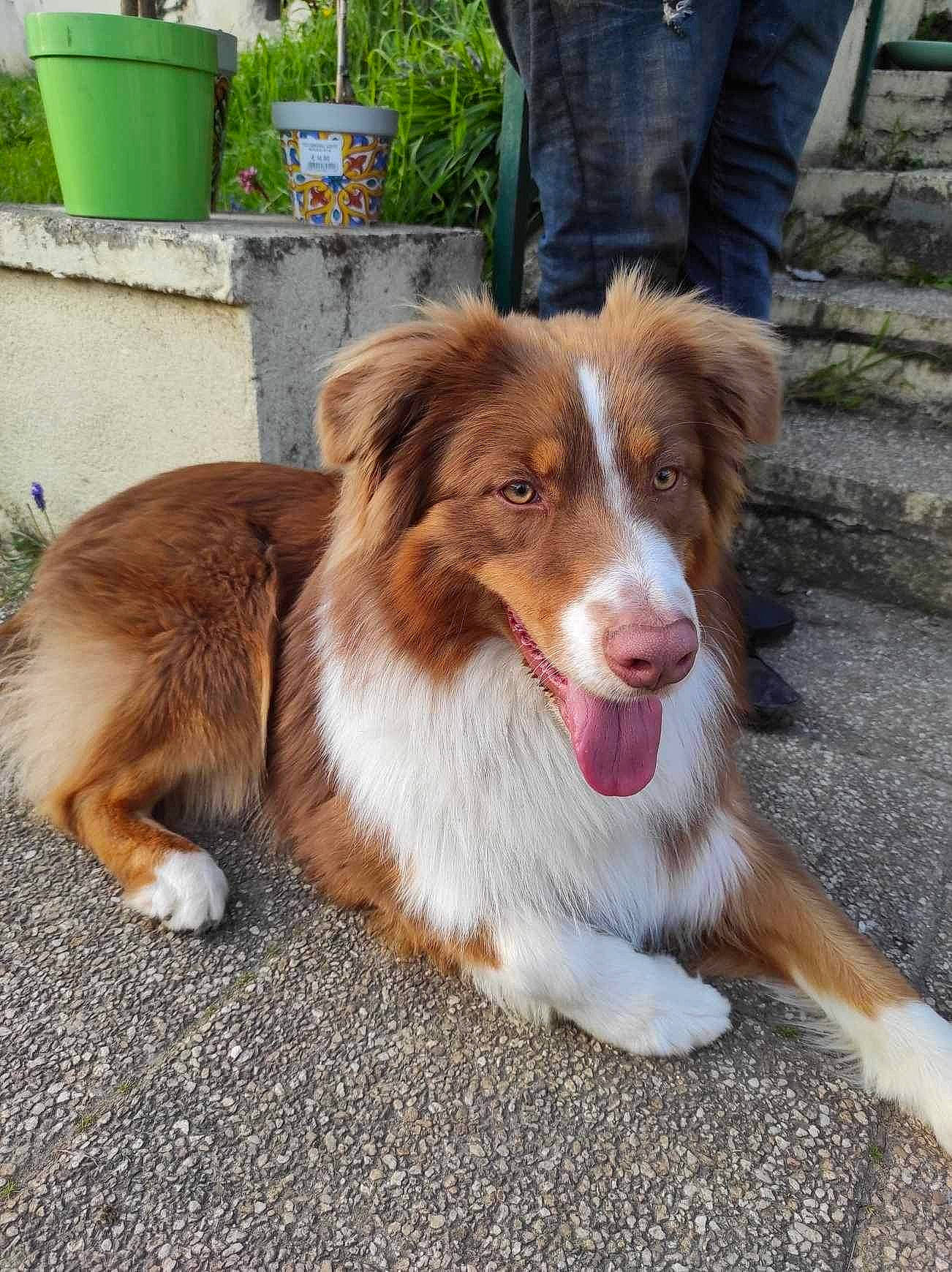 Milka a rejoint le concours — aidez-le/la à gagner de superbes lots ! australian_shepherd, border_collie, carnivore, companion_dog, denim, dog, dog_breed, flowerpot, fur, green, herding_dog, houseplant, plant, snout, sporting_group, terrestrial_animal, whiskers, working_dog