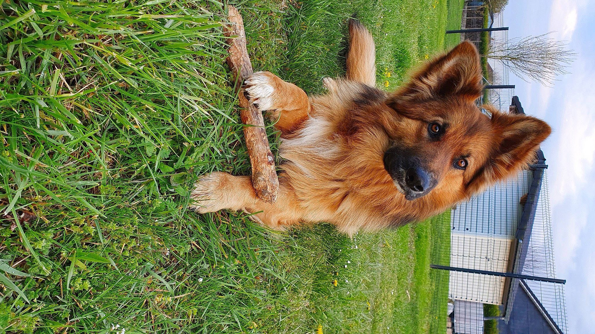 Pogo a rejoint le concours — aidez-le/la à gagner de superbes lots ! ancient_dog_breeds, canidae, canis, carnivore, companion_dog, dog, dog_breed, dog_supply, fur, grass, herding_dog, liver, plant, pomeranian, puppy, snout, spitz, volpino_italiano, working_animal, working_dog