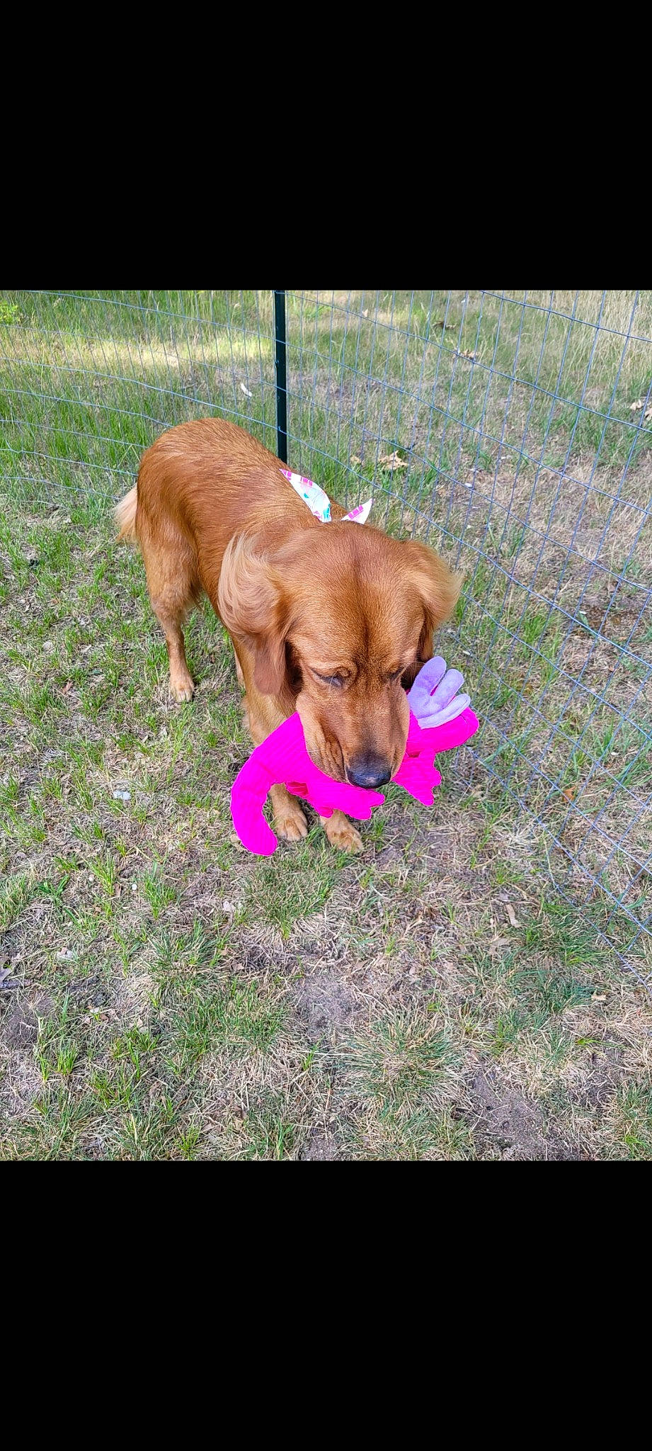 Charlie Brown joined the competition — help win amazing prizes! basset_hound, canidae, carnivore, companion_dog, dog, dog_breed, dog_supply, fawn, grass, gun_dog, hound, hunting_dog, liver, paw, plant, retriever, sporting_group, tail, working_animal