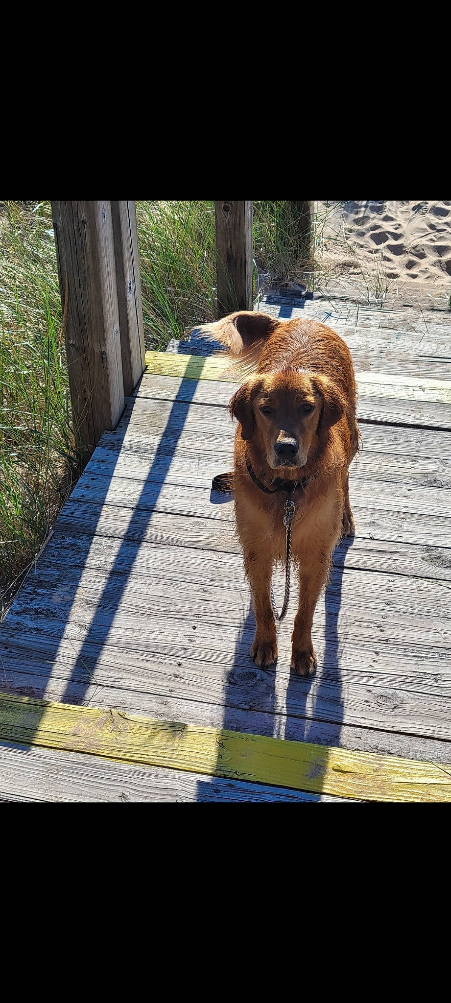 Charlie Brown joined the competition — help win amazing prizes! canidae, carnivore, collar, companion_dog, dog, dog_breed, dog_collar, door, fawn, leash, liver, plant, road_surface, sidewalk, snout, sporting_group, tail, window, wood, working_animal