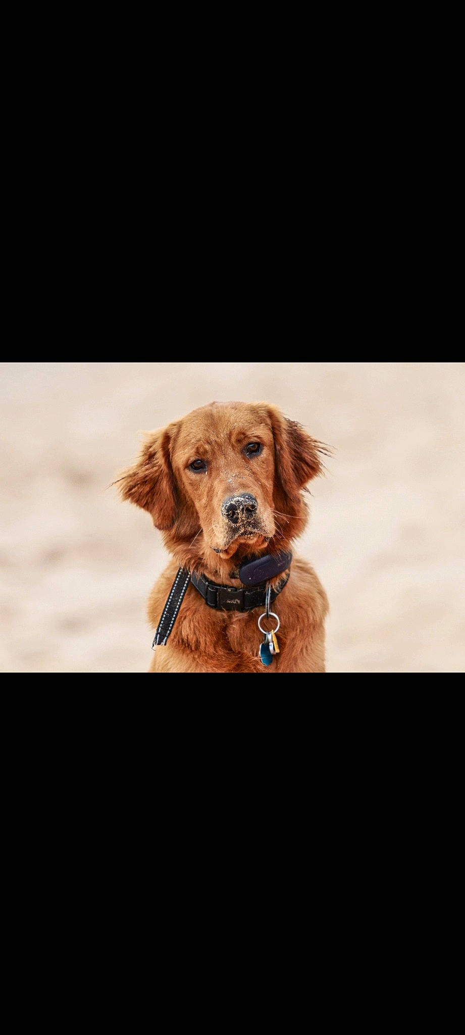 Charlie Brown is registered to the contest to win money with this photo: canidae, carnivore, collar, companion_dog, dog, dog_breed, dog_collar, fawn, fur, gun_dog, hunting_dog, liver, pet_supply, snout, sporting_group, whiskers, wood, working_animal