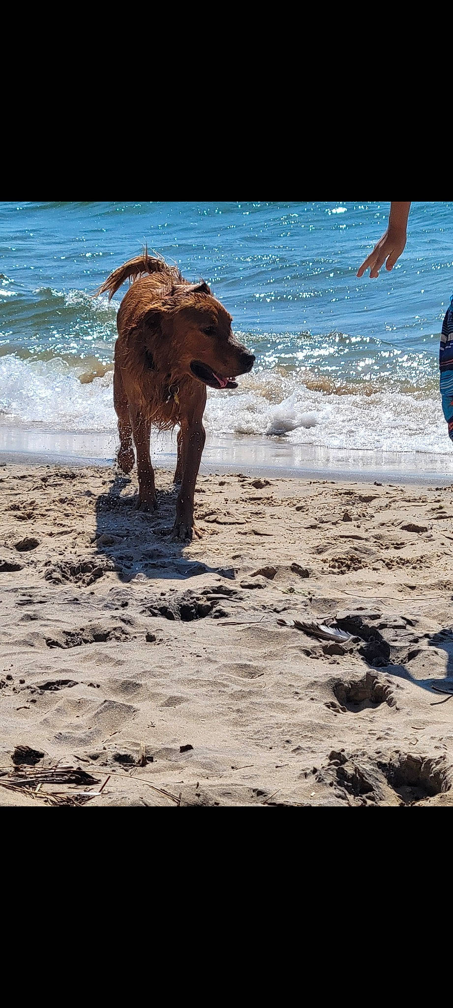 Charlie Brown joined the competition — help win amazing prizes! beach, body_of_water, carnivore, coast, dog, dog_breed, fawn, gesture, liver, ocean, people_on_beach, sand, soil, sporting_group, terrestrial_animal, water, wave, wind_wave, wood, working_animal