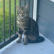 Toots is registered to the contest to win money with this photo: cat, tabby, pet, animal, outdoor, porch, railing, greenery, fur, whiskers, sitting, mouth_open, alert, daylight, sidewalk, wall, nature, domestic_cat, curious, feline