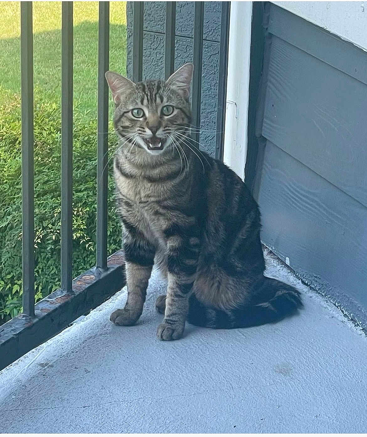 Toots is registered to the contest to win money with this photo: cat, tabby, pet, animal, outdoor, porch, railing, greenery, fur, whiskers, sitting, mouth_open, alert, daylight, sidewalk, wall, nature, domestic_cat, curious, feline