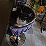 cat, indoor, chair, purple_chair, black_and_white_cat, pet, furniture, plant, floor, curious, cozy, chrome, reflection, home, domestic_animal, looking_up, whiskers, ears, soft_fabric, relaxed