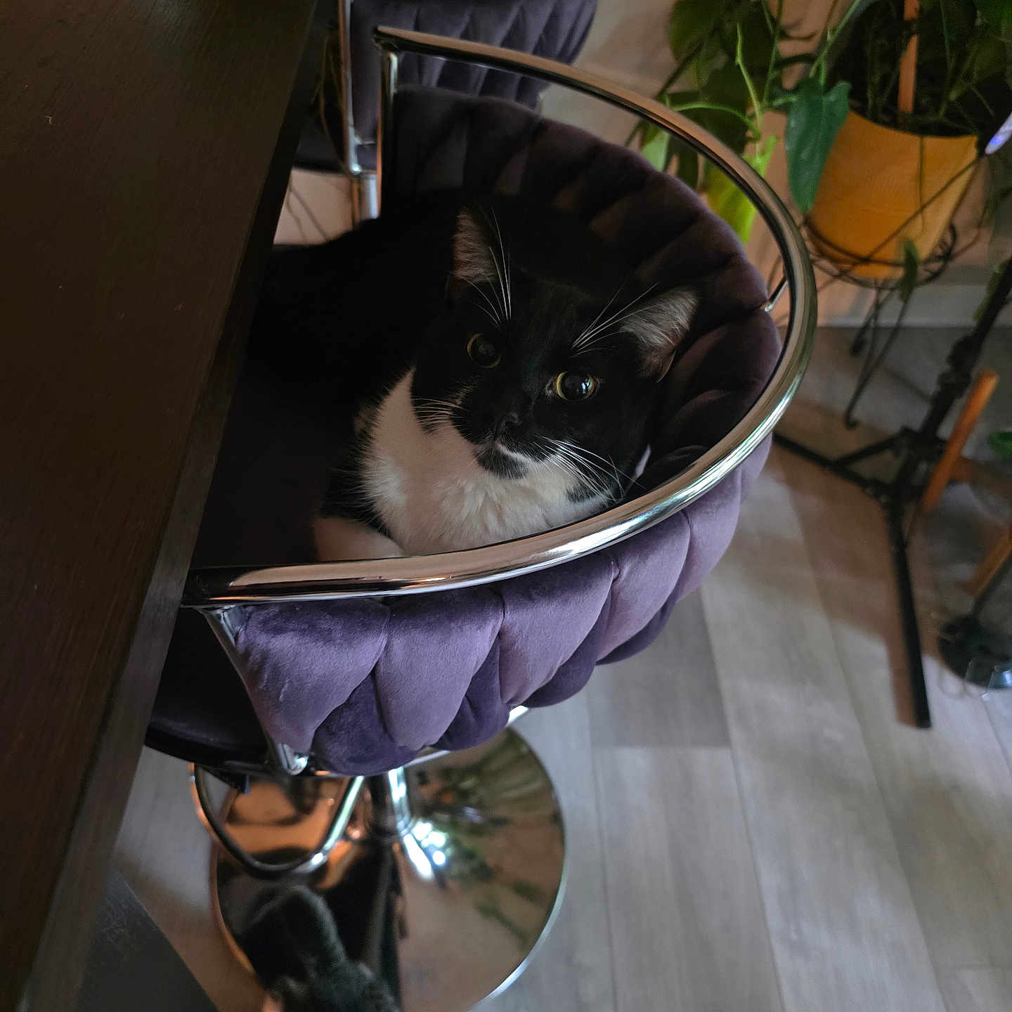 Chaka