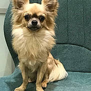 Upsy participe au concours pour gagner de l'argent avec cette photo : dog, small_dog, chihuahua, pet, animal, fur, ears, sitting, indoor, chair, teal, cute, alert, portrait, domestic_animal, companion, looking_at_camera, furry, friendly, animal_portrait