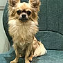 dog, small_dog, chihuahua, pet, animal, fur, ears, sitting, indoor, chair, teal, cute, alert, portrait, domestic_animal, companion, looking_at_camera, furry, friendly, animal_portrait