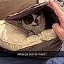 Blump joined the competition — help win amazing prizes! bed, box, cardboard, carnivore, cat, cat_bed, cat_supply, chair, comfort, domestic_short_haired_cat, fawn, felidae, fur, nap, photo_caption, small_to_medium_sized_cats, snout, tail, vertebrate, whiskers
