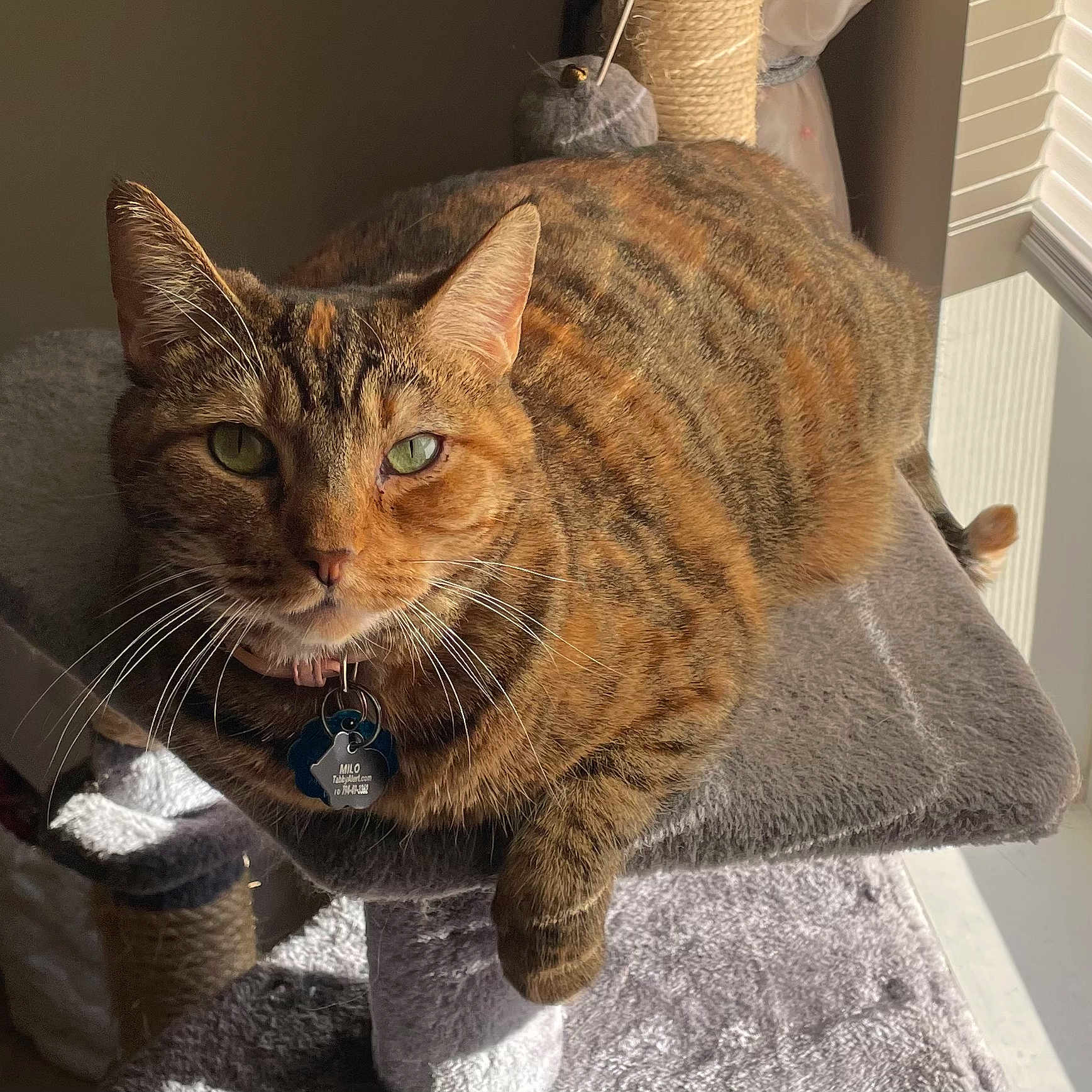 Milo