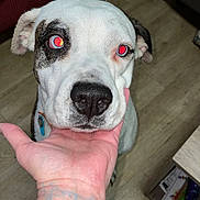 Dixie is registered to the contest to win money with this photo: dog, animal, pet, white_fur, black_fur, red_eye, hand, floor, wooden_floor, indoor, furniture, collar, close_up, portrait, canine, cute, domestic_animal, looking_up, person_hand, tattoo