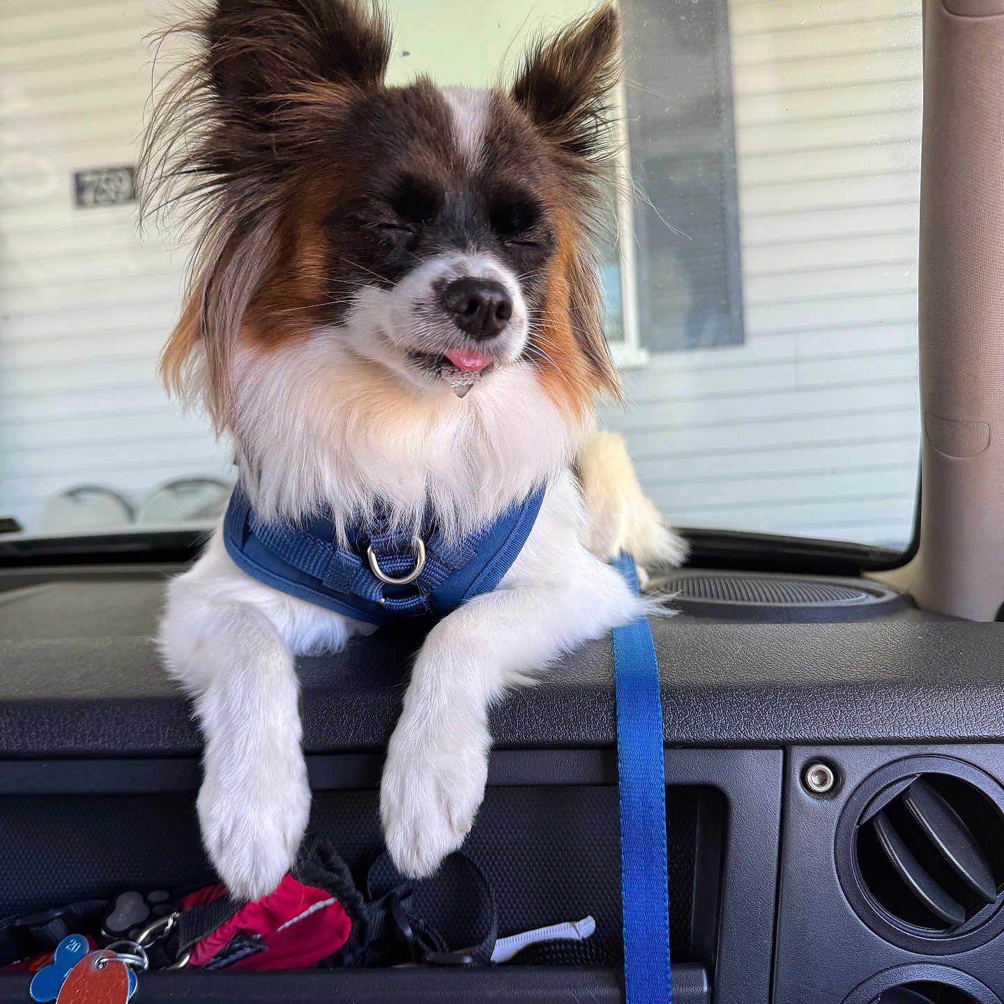 Bailey Graham joined the competition — help win amazing prizes! animal, blue_harness, brown_fur, car, closed_eyes, companion, cute, dashboard, dog, fur, leash, pet, relaxed, resting, small_dog, tongue_out, travel, vehicle_interior, white_fur, window