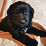 puppy, dog, black_fur, pet, animal, cute, lying_down, blanket, soft, fur, young, domestic_animal, close_up, indoor, resting, adorable, paw, face, canine, companion