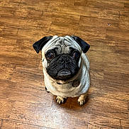 Frank The Tank is registered to the contest to win money with this photo: dog, pug, pet, animal, indoor, wood_floor, looking_up, cute, fawn_coat, short_hair, small_dog, companion, domestic_animal, ears, face, collar, sitting, flooring, brown, expression