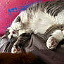 Logan joined the competition — help win amazing prizes! cat, sleeping, paw, fur, bed, blanket, pink_wall, paint_splatter, indoor, relaxed, cozy, pet, whiskers, cute, animal, tabby, white_fur, soft_texture, resting, closeup