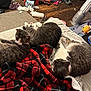 Logan is registered to the contest to win money with this photo: cat, cats, bed, blanket, plaid, red, black, gray, white, feline, sleeping, resting, indoor, pet, water_dispenser, floor, wooden_floor, clutter, stuffed_toy, house